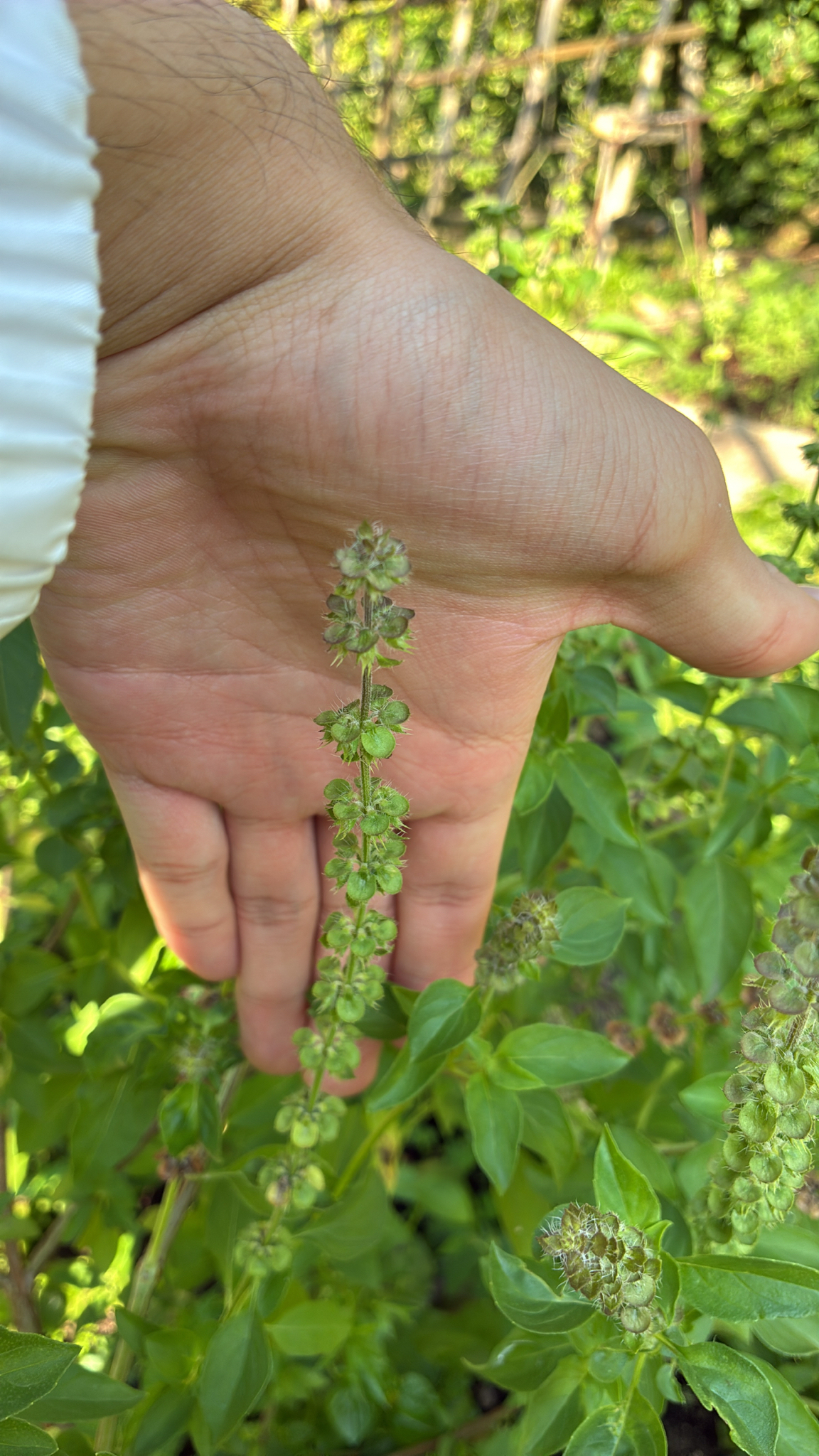Ocimum americanum (Ocimum americanum)