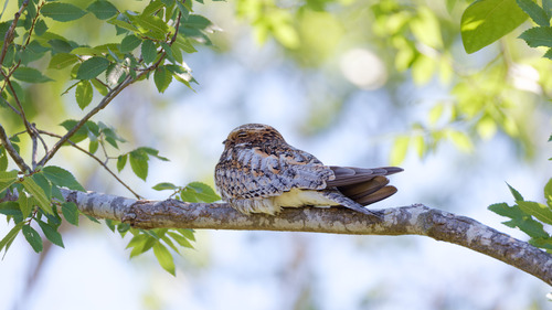 Common Nighthawk (Chordeiles minor), photo 9