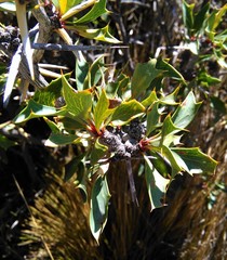 Berberis grevilleana