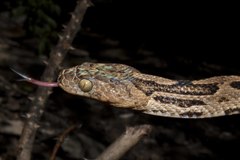 Trimorphodon biscutatus