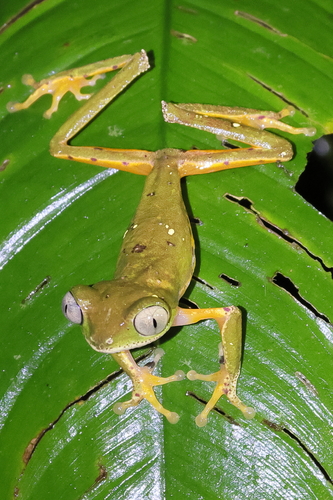 Phasmahyla cruzi