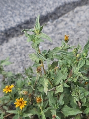 Simsia amplexicaulis, photograph (c) Erick Vélez Sánchez, some rights reserved (CC BY)