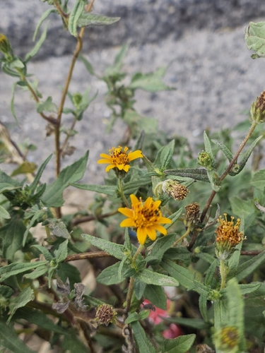 Simsia amplexicaulis, photograph 3