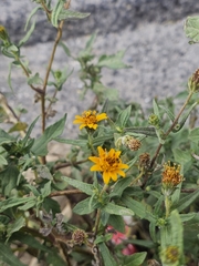 Simsia amplexicaulis, photograph (c) Erick Vélez Sánchez, some rights reserved (CC BY)
