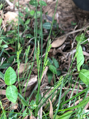 Carex mitrata iNat (3)