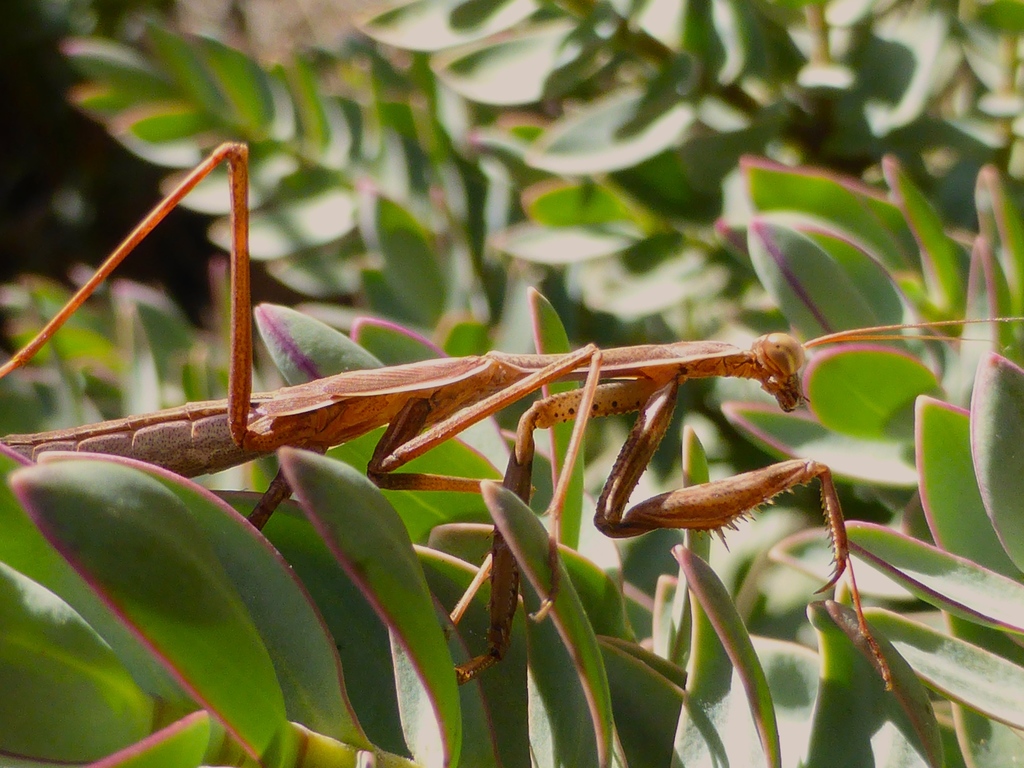 Miomantinae