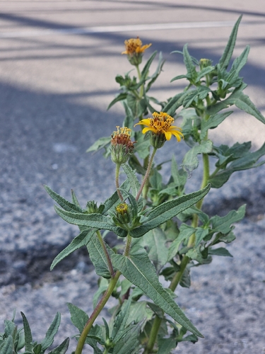 Simsia amplexicaulis, photograph 4