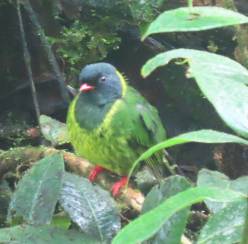 Green-and-black Fruiteater