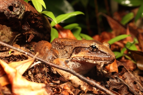 Giant River Frog