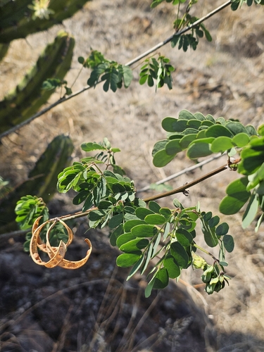 Zapoteca formosa, photograph 1