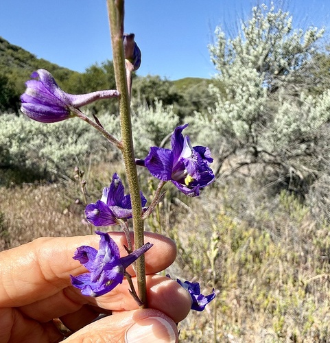 Delphinium parryi, photograph 6