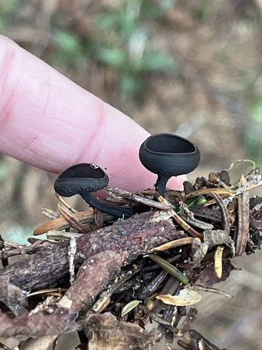 Donadinia nigrella, 2026-05-04