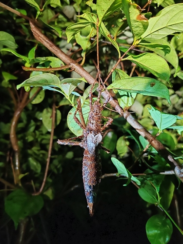 Prickly Haaniella