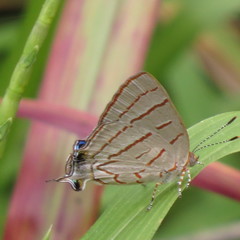 Hemiolaus caeculus