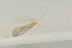 Pseudomallada tactus