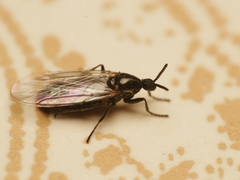 Scatopse notata