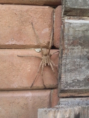 Phoneutria nigriventer