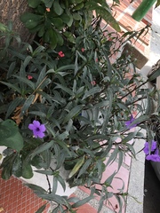 Ruellia