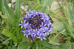 Scilla peruviana