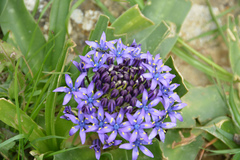 Scilla peruviana