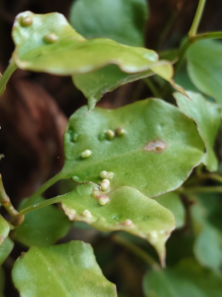 Pōhuehue pocket gall mite