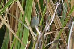 Limnoctites sulphuriferus