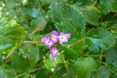 Lantana megapotamica