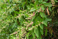 Muehlenbeckia sagittifolia
