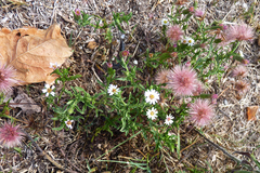 Noticastrum diffusum