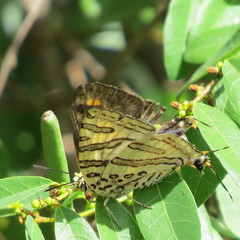 Cigaritis natalensis