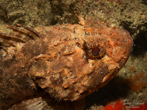 Scorpaena porcus