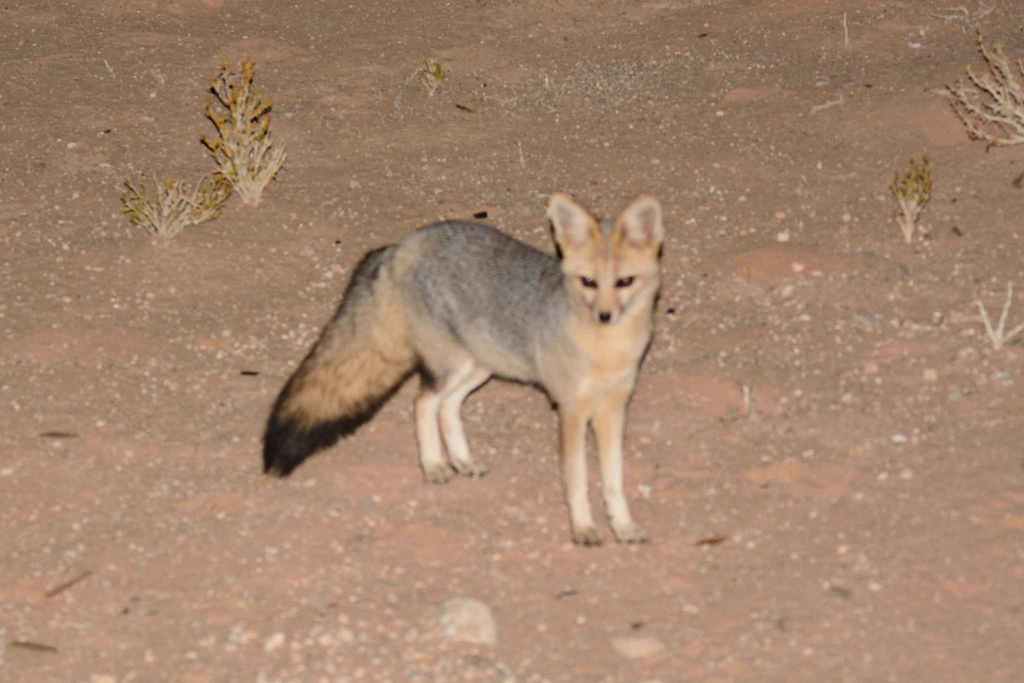 Cape Fox (Vulpes chama) - Know Your Mammals