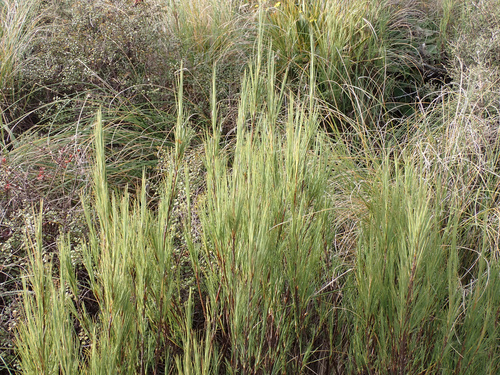Dracophyllum acerosum observed 2026-04-26