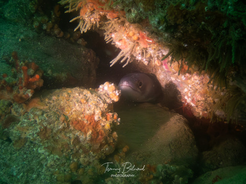 Conger conger