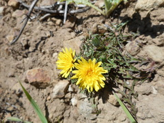 Agoseris apargioides