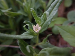Spigelia hedyotidea