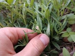 Spigelia hedyotidea