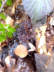 Phaeotremella foliacea