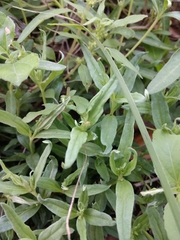 Spigelia hedyotidea