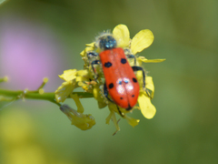 Trichodes octopunctatus