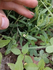 Spigelia hedyotidea
