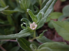 Spigelia hedyotidea