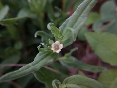 Spigelia hedyotidea