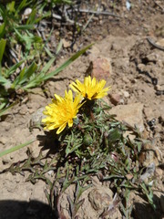 Agoseris apargioides