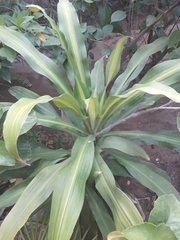 Dracaena fragrans