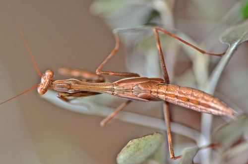 South African Mantis photo 3