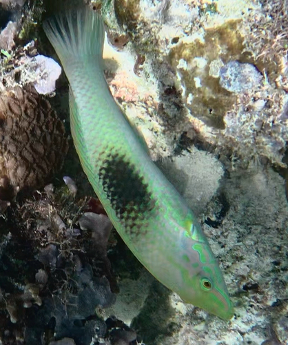 Halichoeres chloropterus observed 2026-04-07