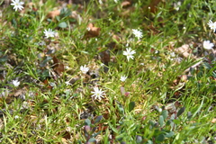 Stellaria peduncularis