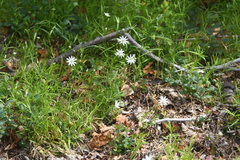 Stellaria peduncularis