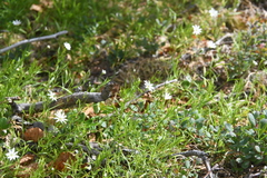 Stellaria peduncularis